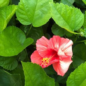 Meet your Posher, Colleen